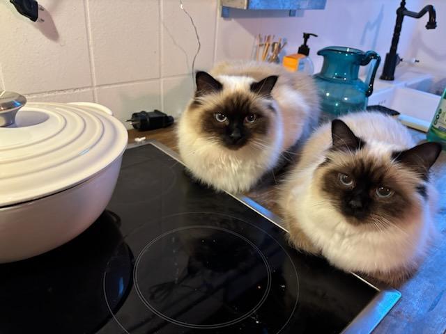 Bella und Oté vom Kameliengarten im Badezimmer