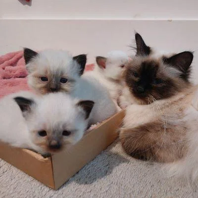 Heilige Birma mit Kitten
